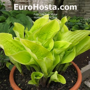 Hosta Wogon's Boy