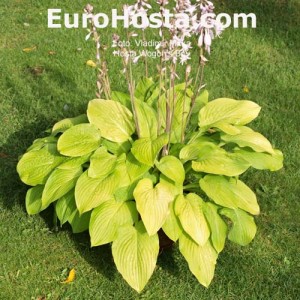 Hosta Wogon's Boy