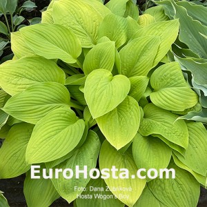 Hosta Wogon's Boy