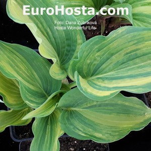 Hosta Wonderful Life