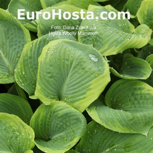 Hosta Woolly Mammoth - Eurohosta