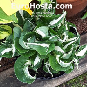 Hosta Woop Woop - Eurohosta