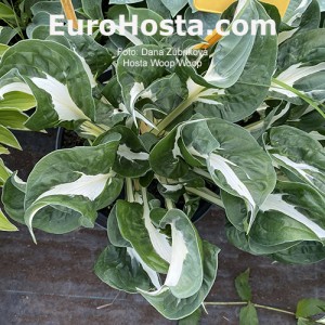 Hosta Woop Woop - Eurohosta