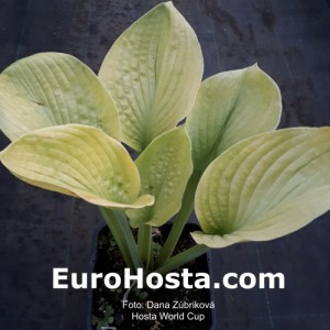 Hosta World Cup