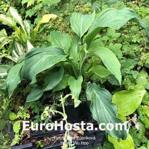hosta Wu Hoo