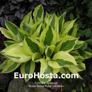 Hosta Yellow Polka Dot Bikiny - Eurohosta