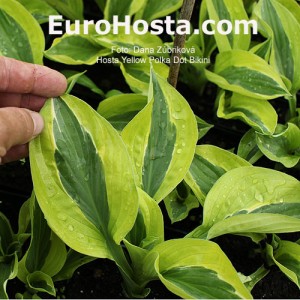 Hosta Yellow Polka Dot Bikiny - Eurohosta