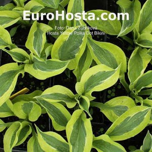 Hosta Yellow Polka Dot Bikiny - Eurohosta