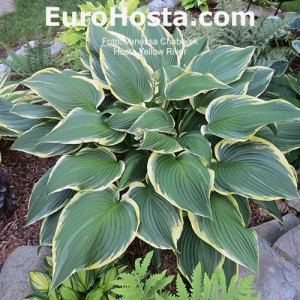 Hosta Yellow River - Eurohosta