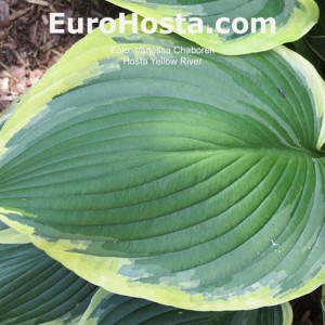 Hosta Yellow River - Eurohosta