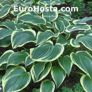 Hosta Yellow River - Eurohosta