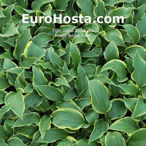 Hosta Yellow River - Eurohosta