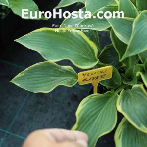 Hosta Yellow River - Eurohosta