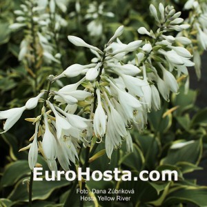 Hosta Yellow River - Eurohosta