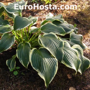 Hosta Yellow River - Eurohosta