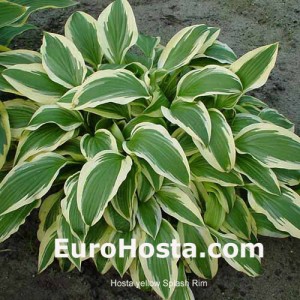 Hosta Yellow Splash Rim - Eurohosta