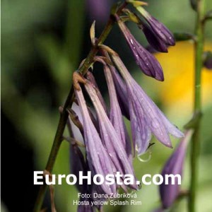 Hosta Yellow Splash Rim - Eurohosta