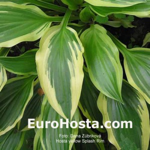 Hosta Yellow Splash Rim - Eurohosta