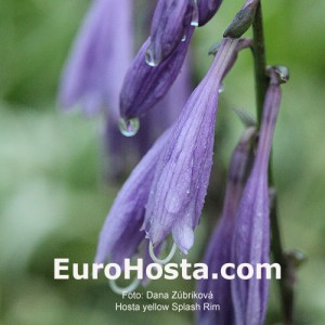 Hosta Yellow Splash Rim - Eurohosta