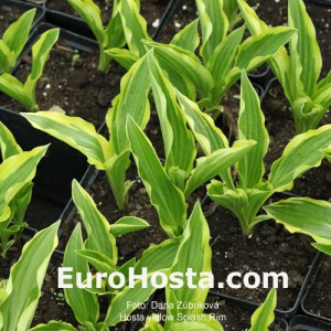 Hosta Yellow Splash Rim - Eurohosta