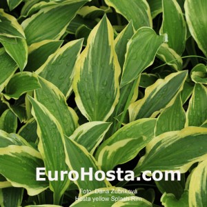 Hosta Yellow Splash Rim - Eurohosta