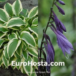 Hosta Yellow Splash Rim - Eurohosta