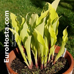 Hosta Yellow Waves