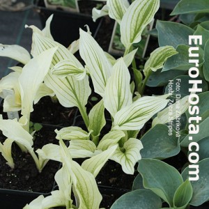 Hosta Zebra Stripes