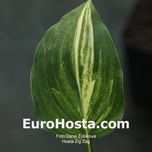 Hosta Zig Zag