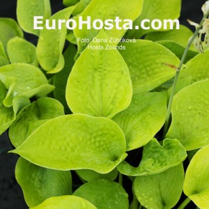 Hosta Zounds - Eurohosta