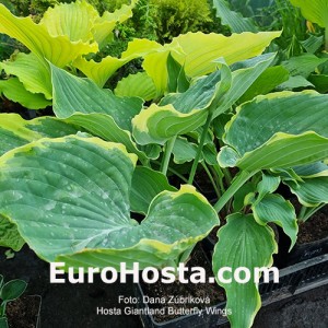 Hosta Giantland Butterfly Wings