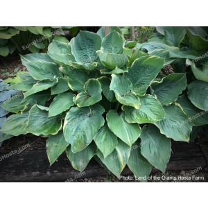 Hosta Giantland Butterfly Wings