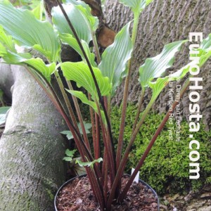 Hosta Kempen Red Twist