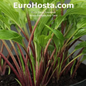 Hosta Kempen Red Twist