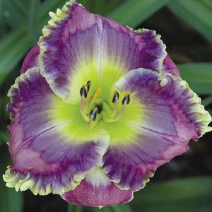 Hemerocallis Precious Candy