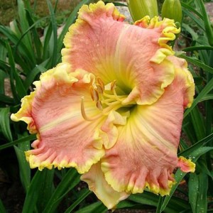 Hemerocallis Zephyr's Song