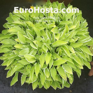 Hosta Iced Lemon - Eurohosta