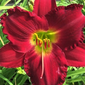 Hemerocallis Indy Rhapsody 