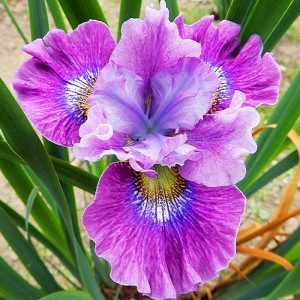 Iris Careless Sally