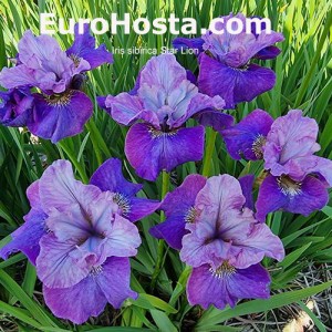 iris ensata star lion