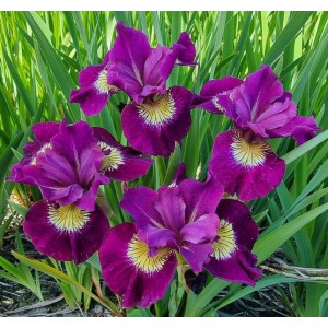 iris sibirica Sultan's Ruby