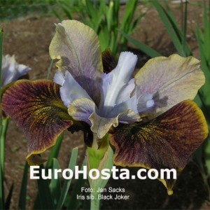 Iris Peacock Butterfly Black Joker