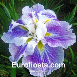 Iris ensata Angel Mountain