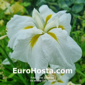 Iris ensata Gold Bound