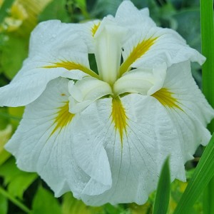 Iris ensata Gold Bound
