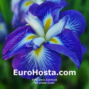 Iris ensata Gusto