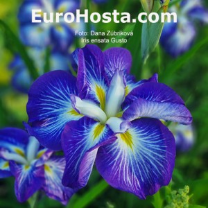 Iris ensata Gusto