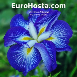 Iris ensata Gusto