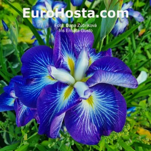 Iris ensata Gusto