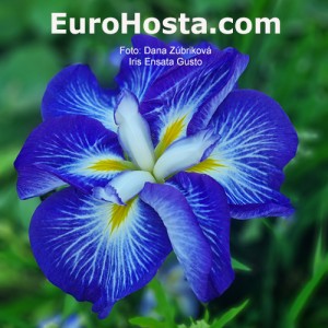 Iris ensata Gusto